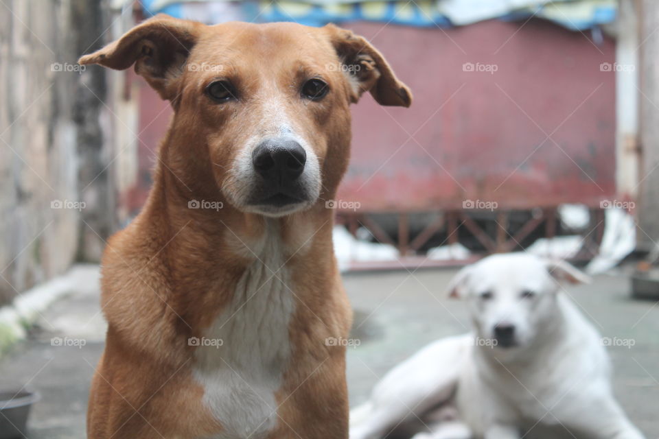 selfie dog..