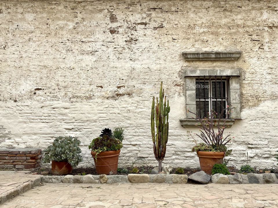 Cactuses in pots next to ancient wall. Retro garden 