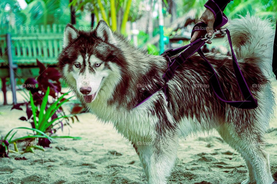 Husky dog