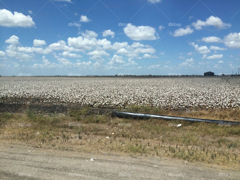 Cotton field