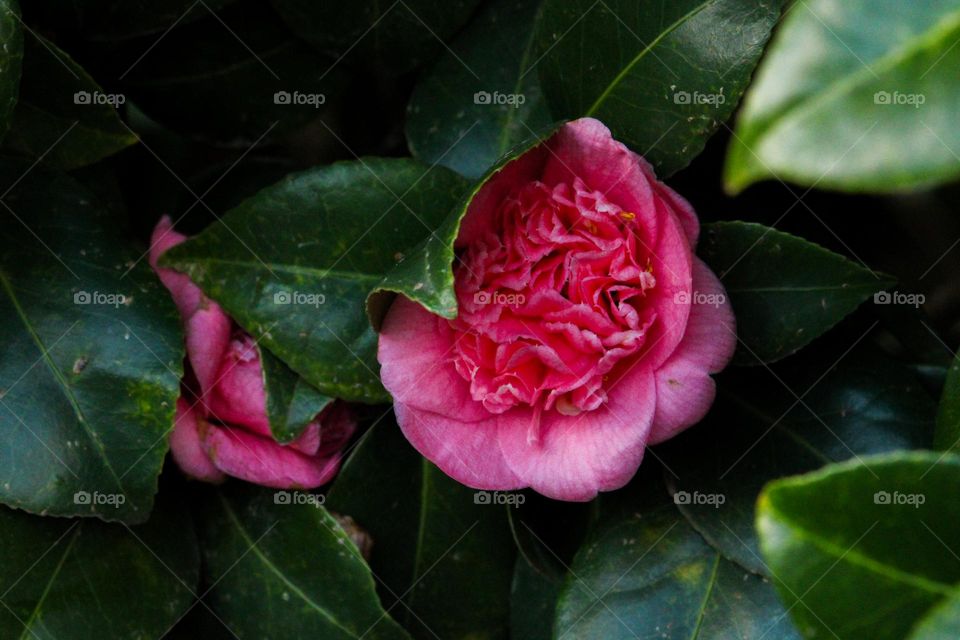 Pink Japanese camillia rose between leaves