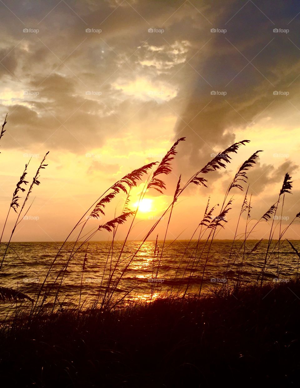 Silhouette of a grass at the time of sunset
