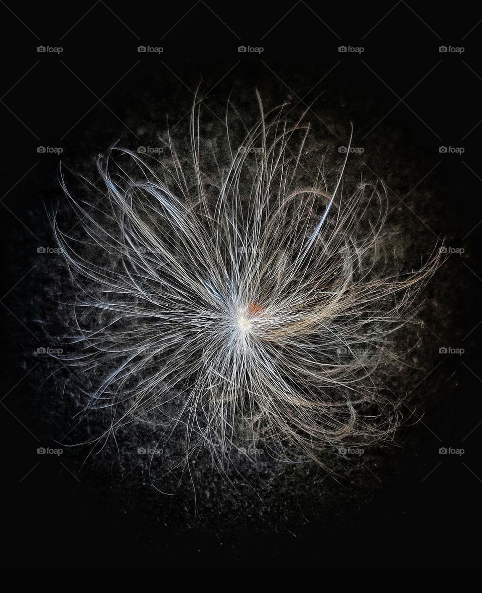 A beautiful fluffy seed