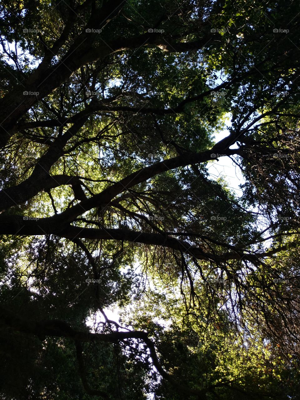 tree canopy at the cemetery