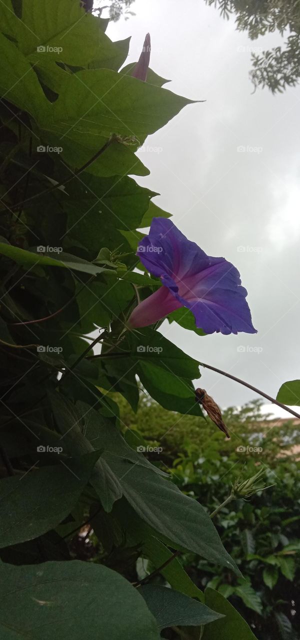 Happy Blooms 🌼❤️