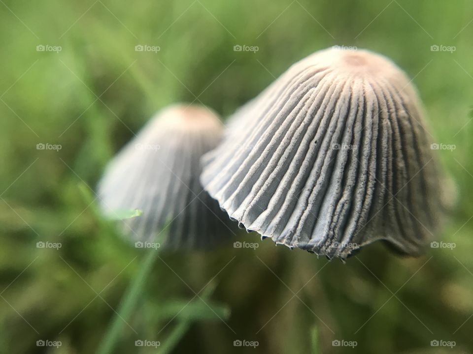 A pair of mushrooms just growing in my yard