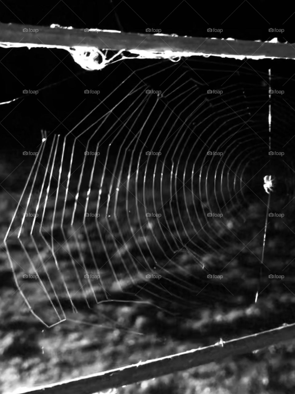 Black and white of spider web on the deck at a dinner party! 