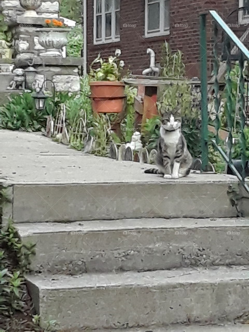 Tabby mix on the steps by a garden