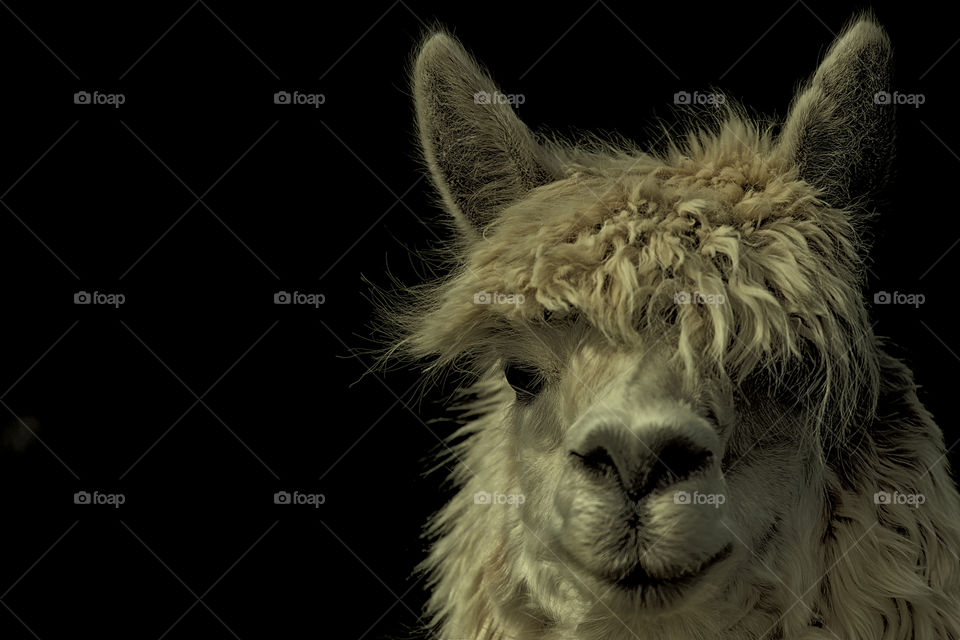 Portrait of a Lama