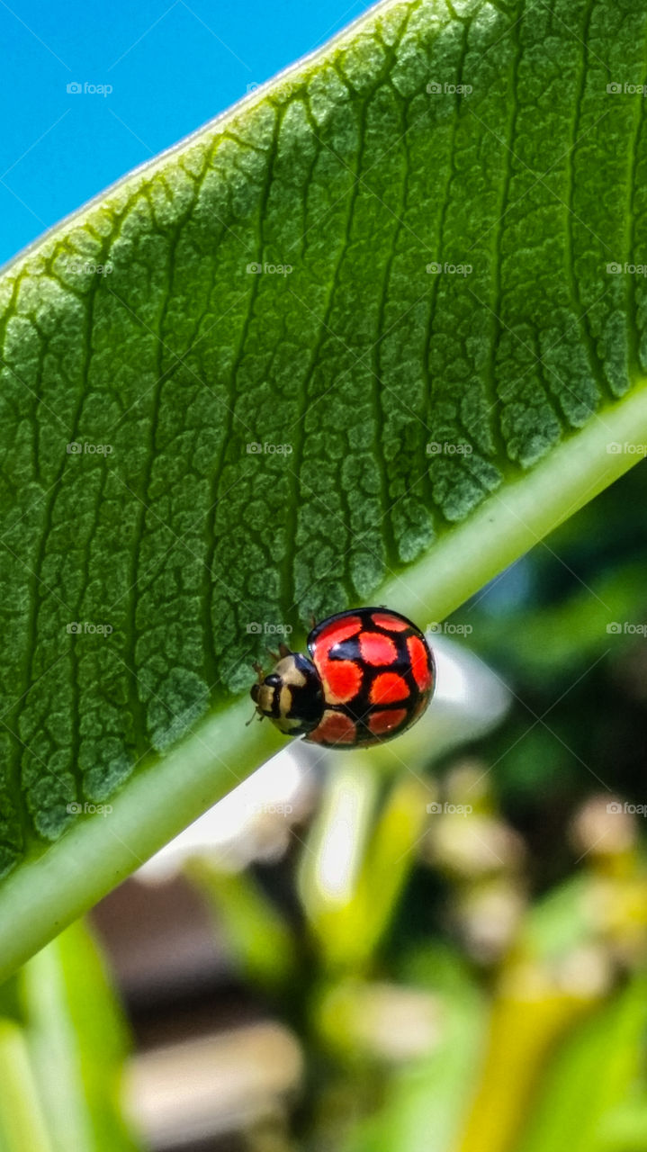 Ladybug sitting under a green leaf