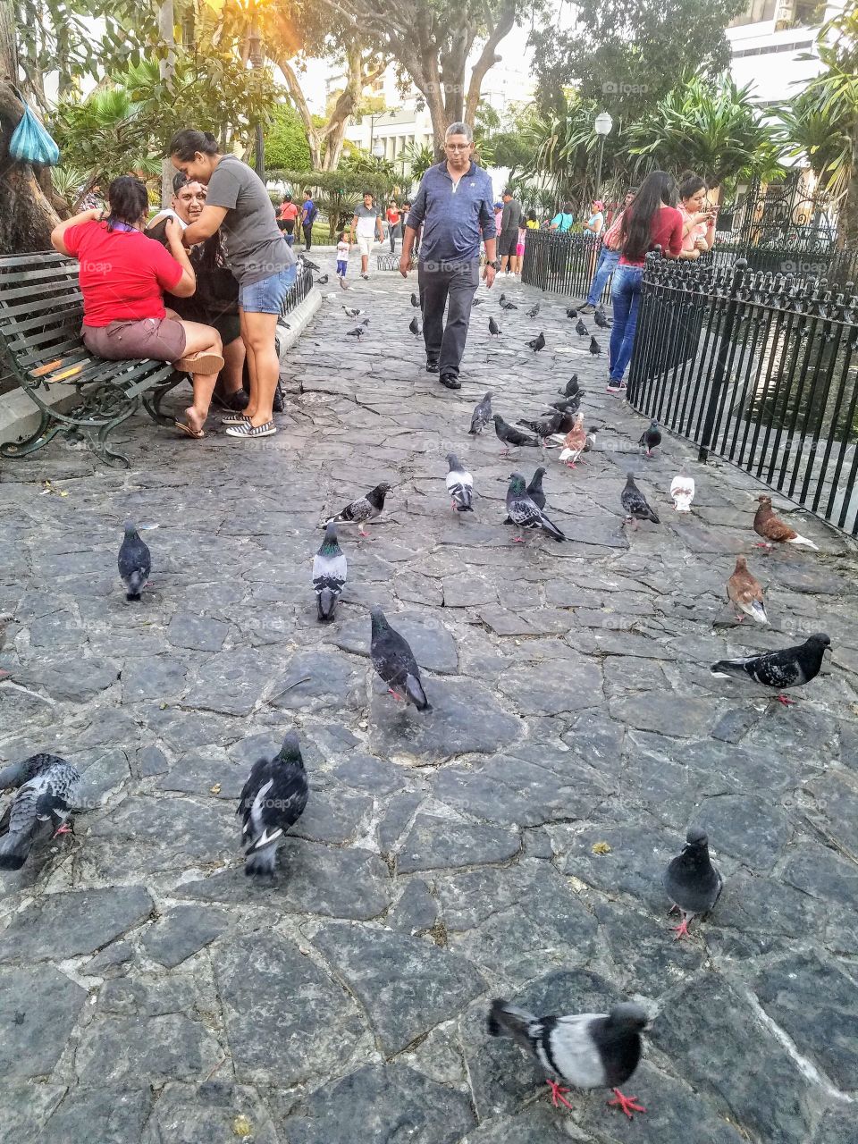 Iguana  Park Guayaquil Ecuador
