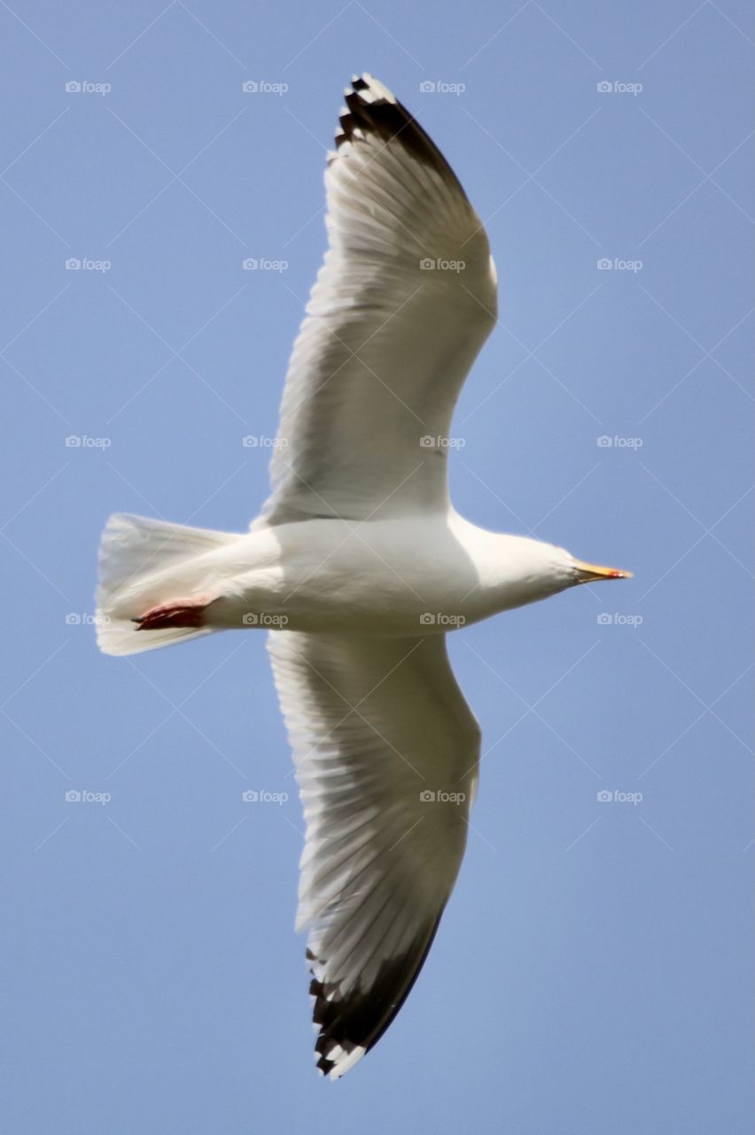 Seagull 