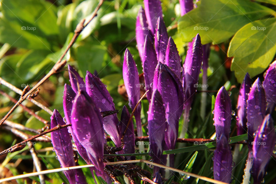 Rain drops on a group of crocus flowers