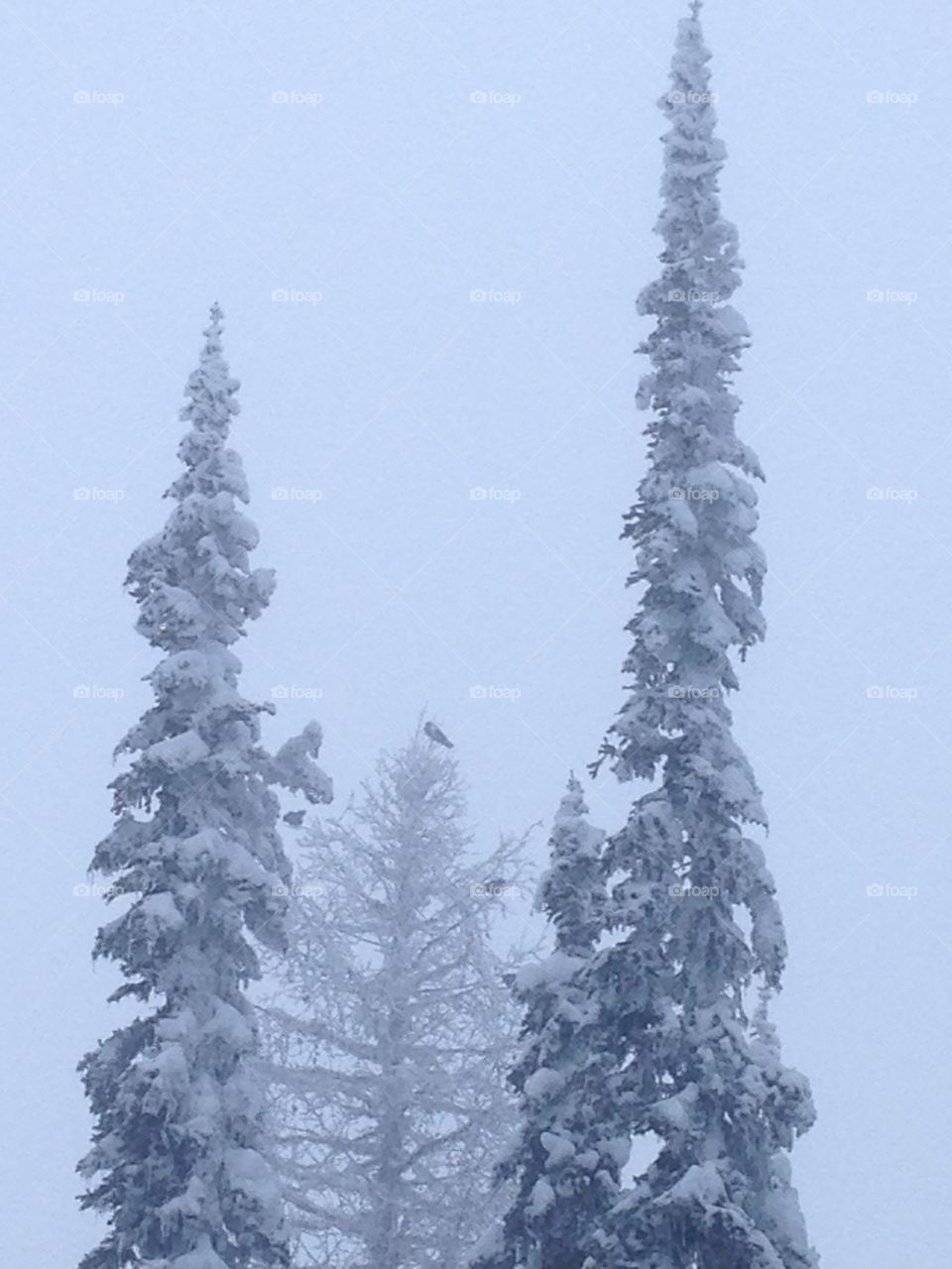 Snowy day in the mountains