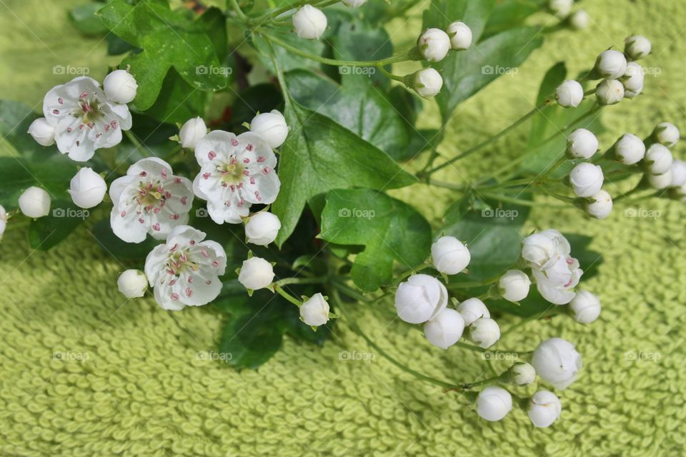 White cherry blossoms and buds with green leaves 