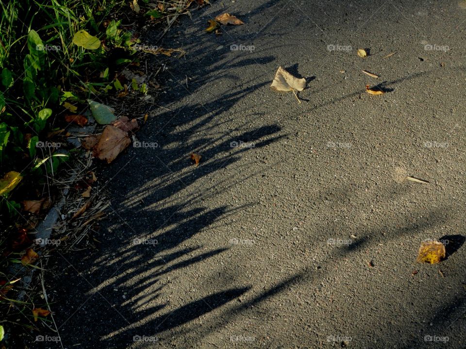 flora light and shadows beautiful texture on a street road, summer and autumn time