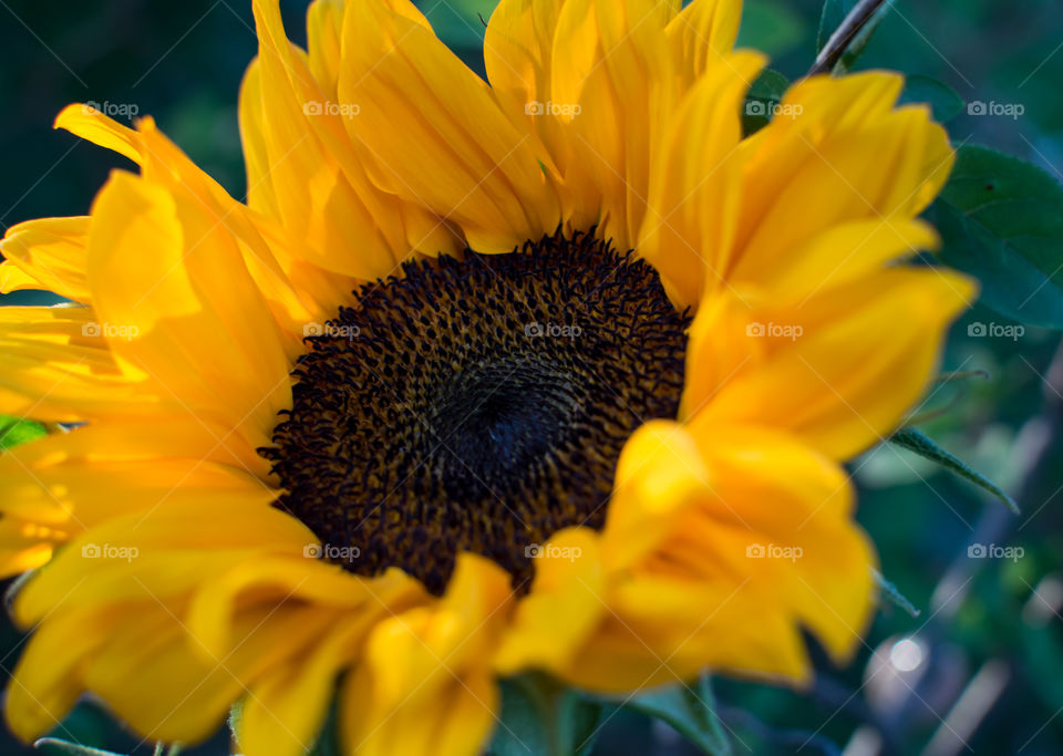 Closeup sunflower full frame detail with petals in sunlight outdoors floral art photography 