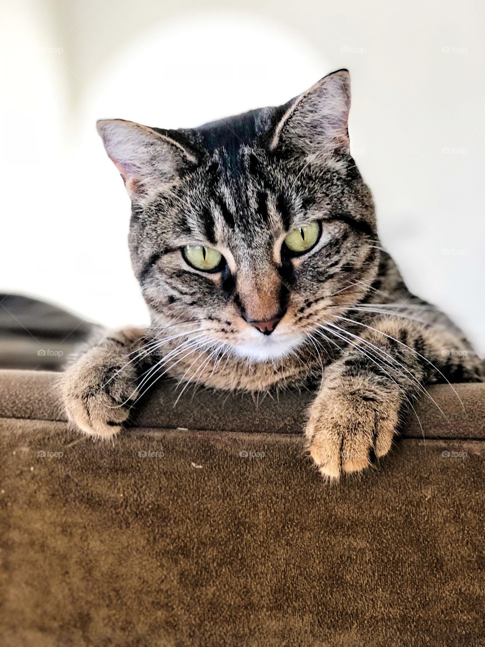Striped cat sitting on green couch 