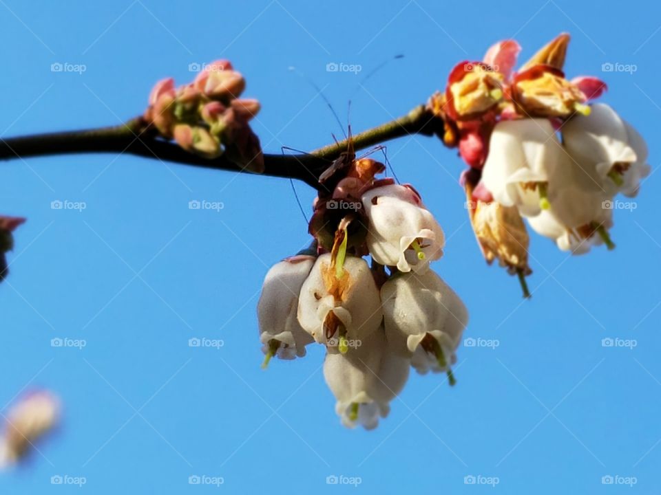 Blueberry blossoms