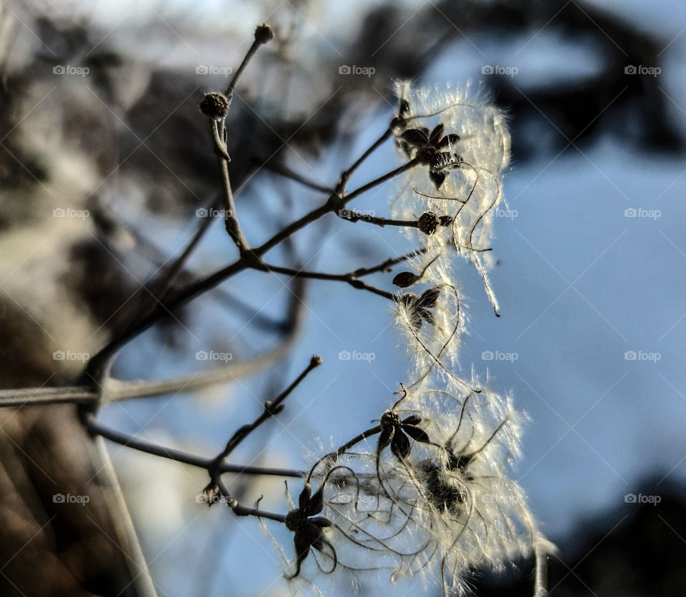 Sun on a bush