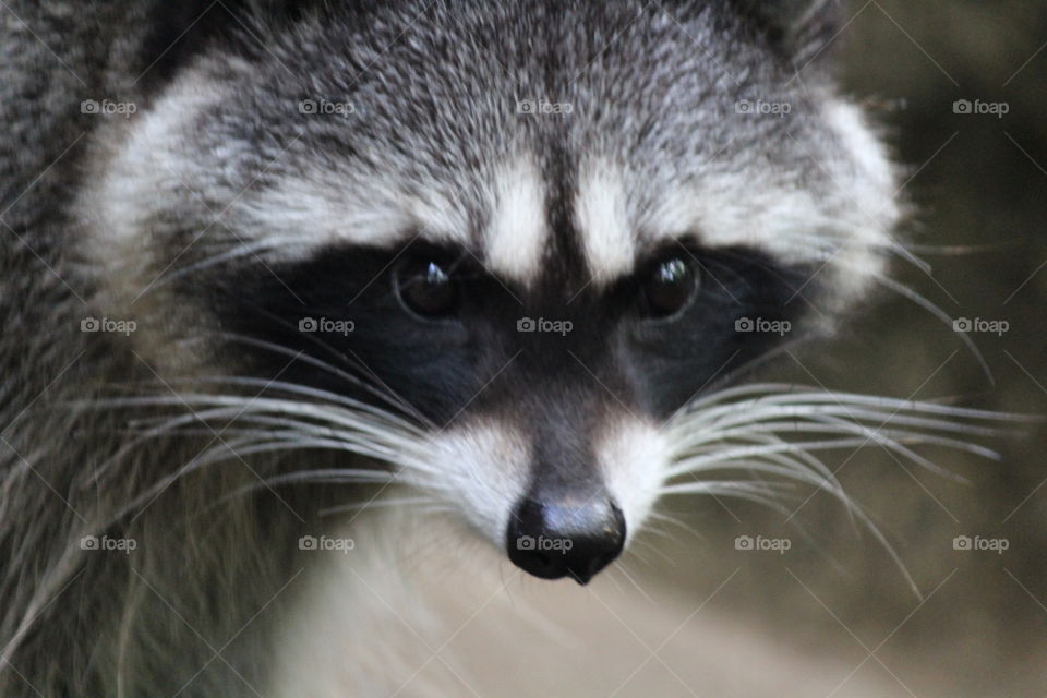 raccoon