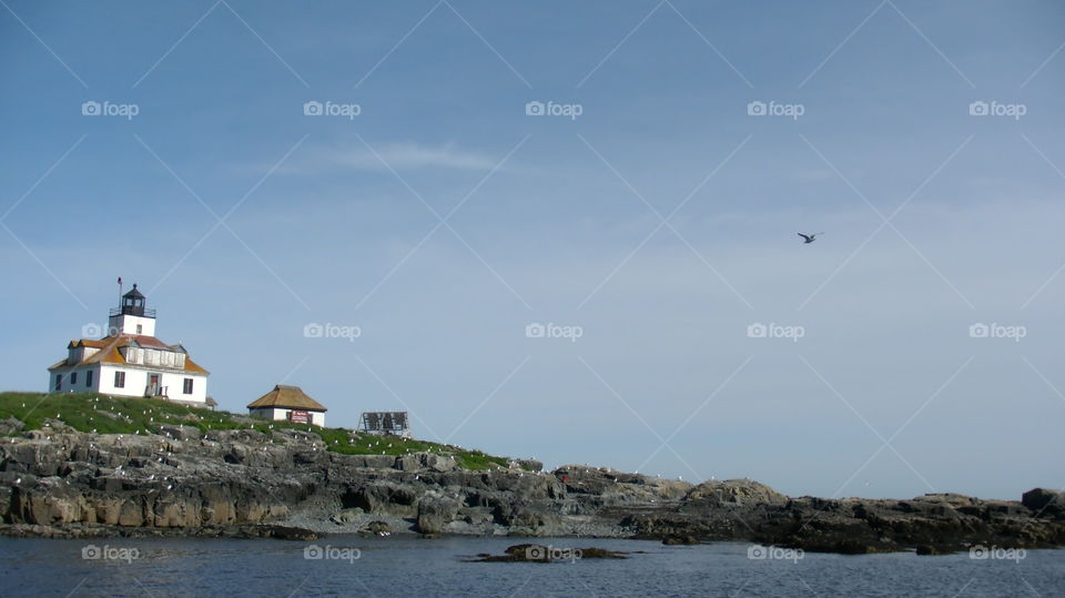 House on island with bird