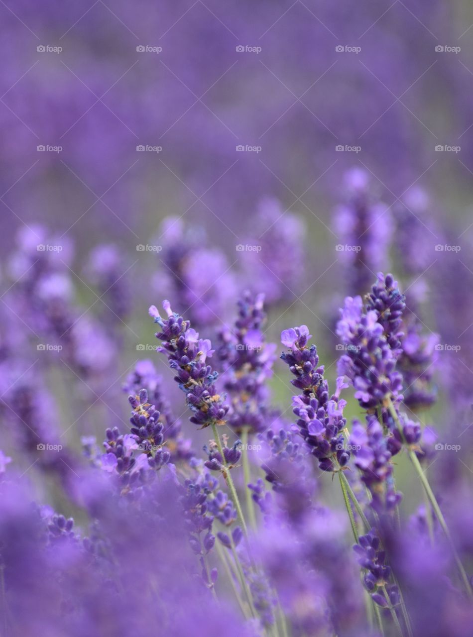 Lavender for as far as the eye can see. 