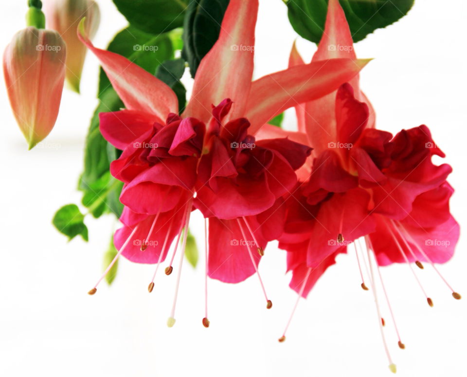 flower red fuschia white background by gbp
