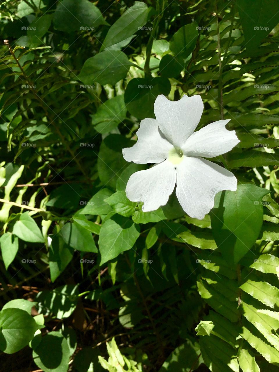 Thunbergia fragrans
Common Names: White Lady, Whitelady, White Thunbergia, Sweet Clock-vine, White Clock-vine
Hawaii Native Status: Introduced. This naturalized ornamental garden plant is native to India and other parts of Asia.