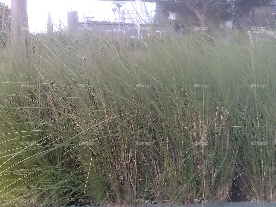 I Pix HD. Grass