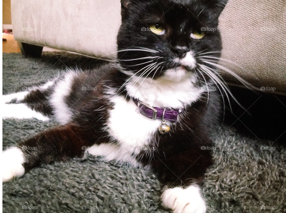 My pet tuxedo cat sitting pretty.