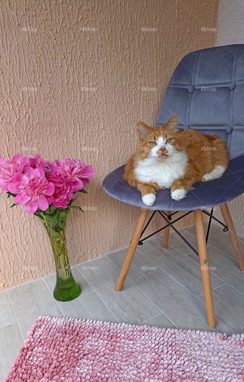 cat beautiful portrait relaxing home on a chair, mobile photography