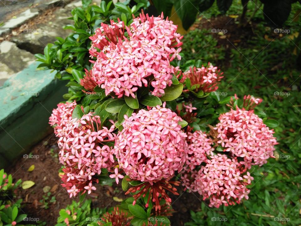 Tiny Soka pink flower