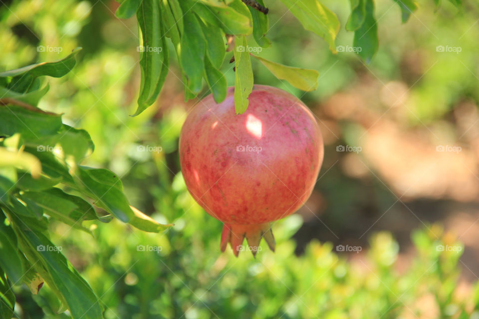 pomegranate by gilg