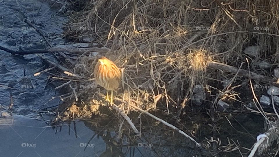A bittern hanging out by Willband creek surrounded by grasses and water 
