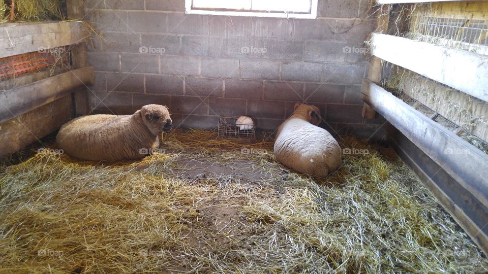 sheep in the pen, down on the farm.
