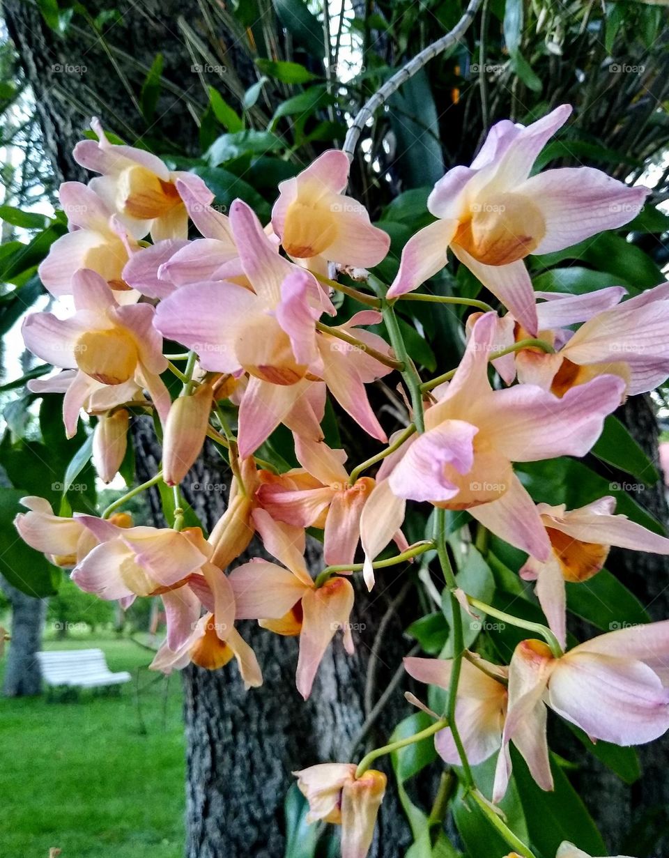 Orquidea