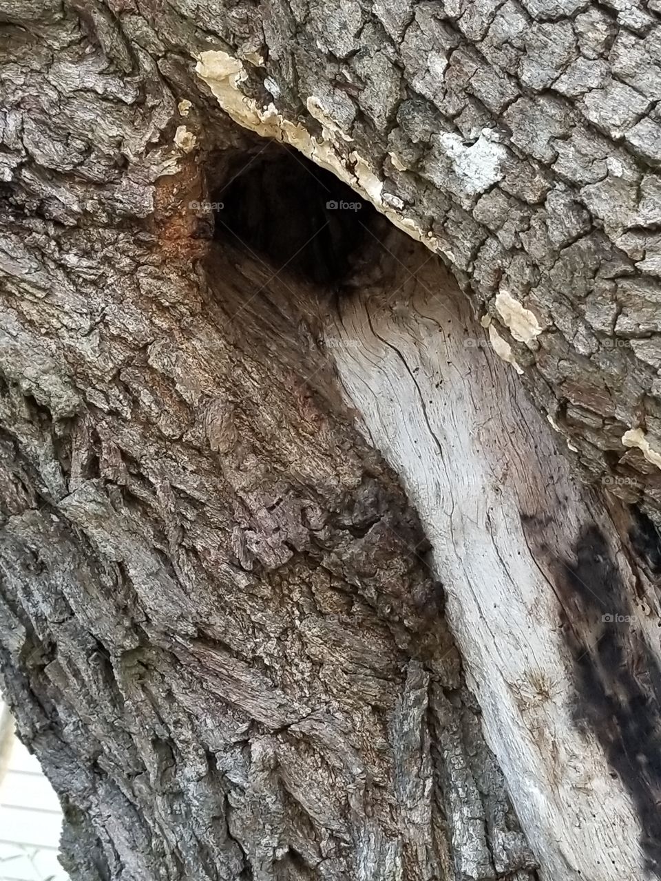 hole in a oak tree