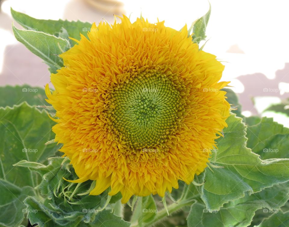 Dwarf Teddy Bear Sunflower.