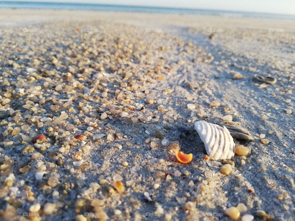 Sable et coquillage