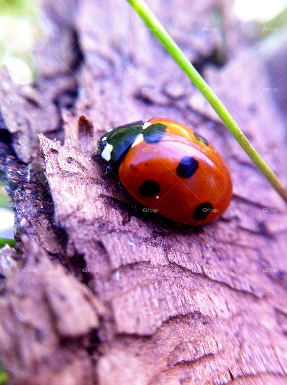 red wood gräs animals by ka71