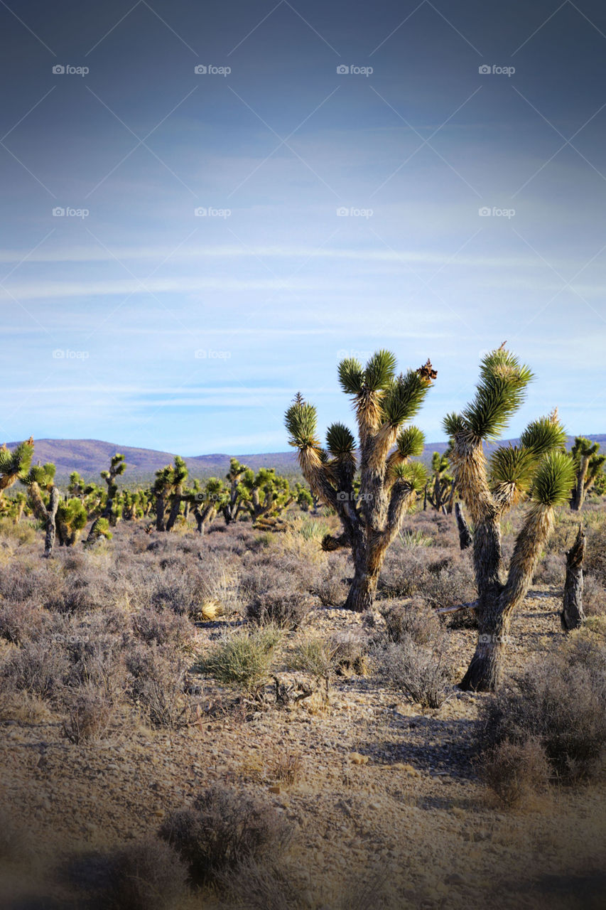 Joshua tree