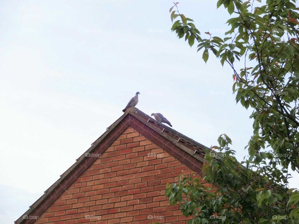 doves on the roof