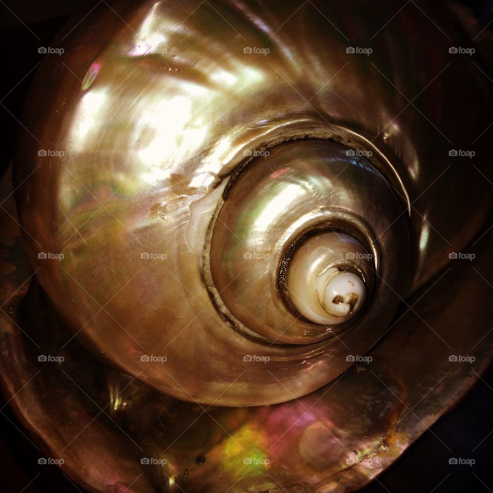 Silver sea shell