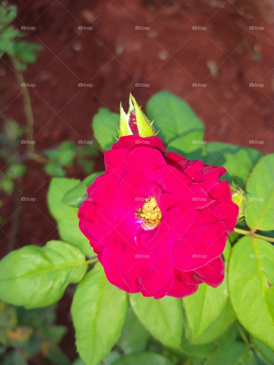 Rose with bud