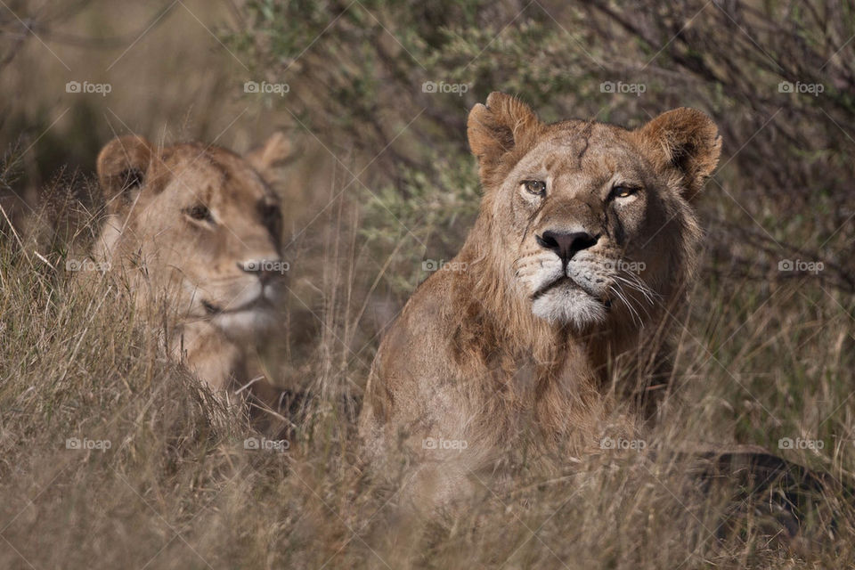 cat holiday lion big by mike007