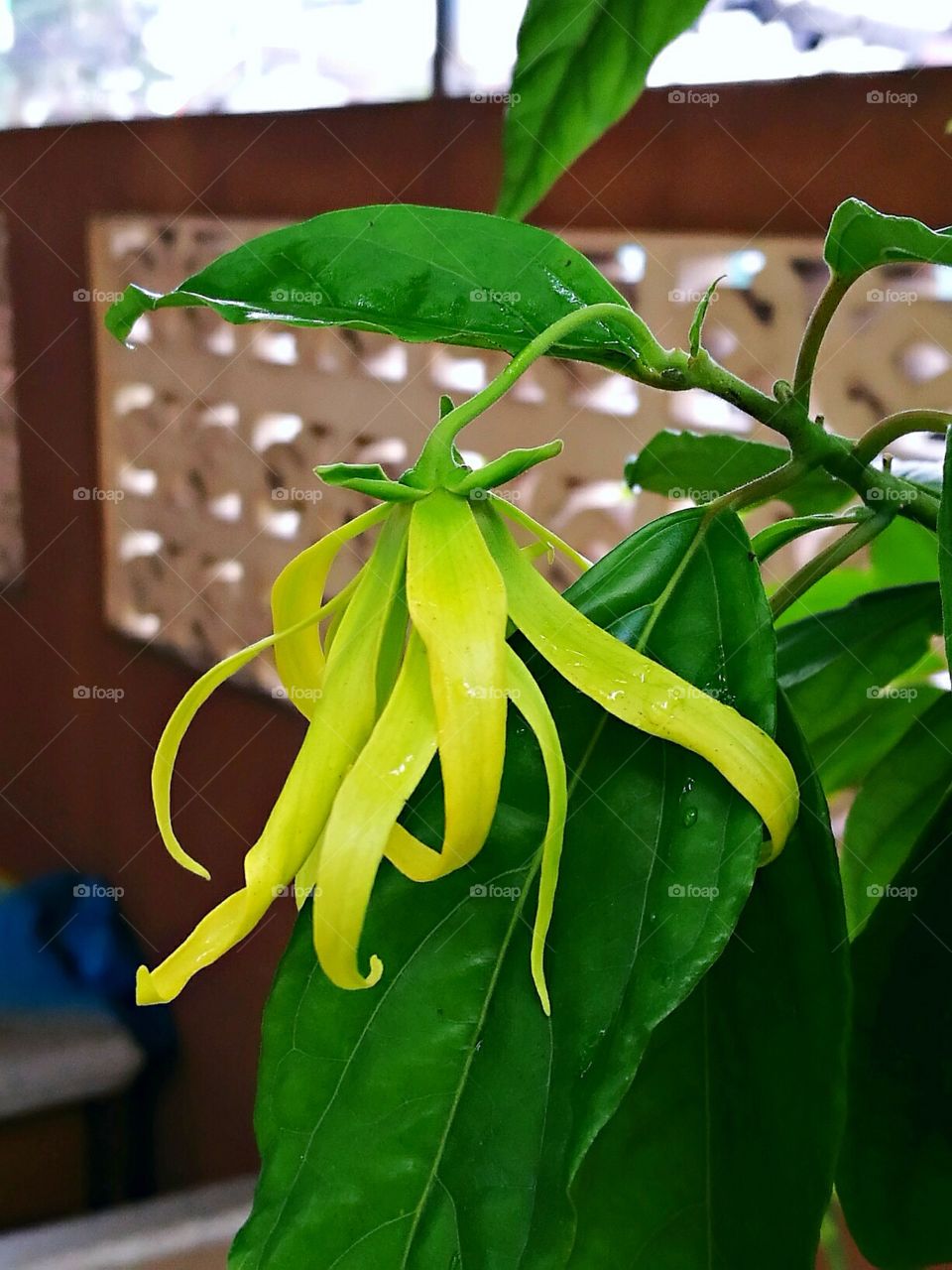 The scientific name Desmos chinensis is a flowering plant in the family Annonaceae is bittersweet vines or not to wait up to four meters high, green flowers, yellow flowers similar to Cananga odorata or an omen - an omen. Sometimes called an omen - a sign dwarf.