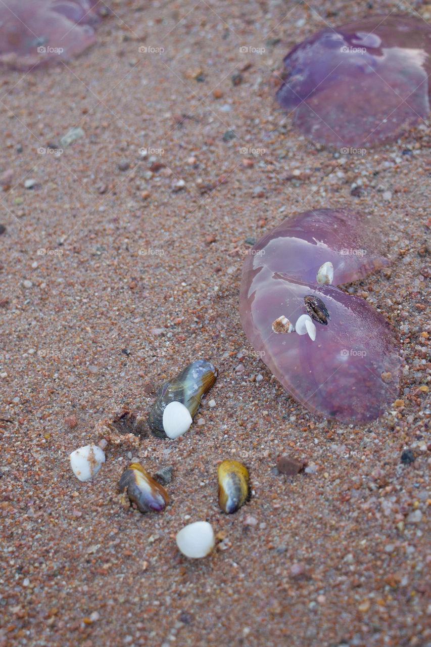 Sea shells gathered with dead jelly fish on Hurghada's shore, Egypt.