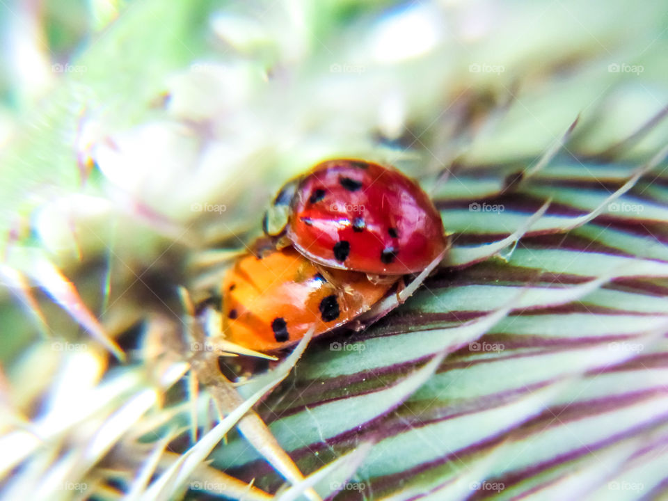 orange and red ladybug breeding on thistle flower outdoors