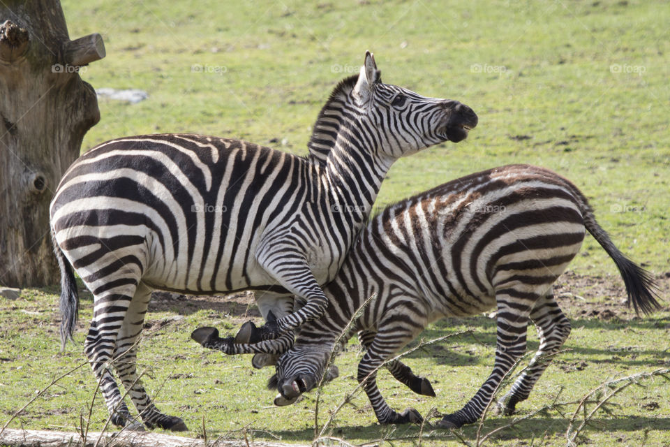 Zebra fight .
Zebror som bråkar